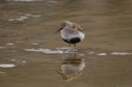 Dunlin. Adult in breeding plumage. Longyearbyen, Svalbard, August 2015. Image © Cyril Vathelet by Cyril Vathelet.