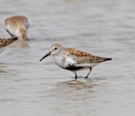 Dunlin. Adult in breeding plumage (subspecies not determined). Rudong, China, April 2010. Image © Phil Battley by Phil Battley.