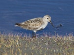 Dunlin. Adult (subspecies alpina) at breeding grounds. Svalbard, Norway, June 2019. Image © John Fennell by John Fennell.