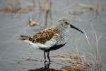 Dunlin. Adult in breeding plumage. Chukchi Sea coast, North Chukotka, June 2011. Image © Sergey Golubev by Sergey Golubev.