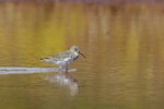 Dunlin. Adult in non-breeding plumage. Hawai`i - Island of Kaua`i, November 2006. Image © Jim Denny by Jim Denny.