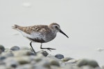 Dunlin. Adult in breeding plumage (European subspecies). Baie de Somme, France, July 2016. Image © Cyril Vathelet by Cyril Vathelet.