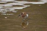 Dunlin. Front view of a juvenile wading. Longyearbyen, Svalbard, August 2015. Image © Cyril Vathelet by Cyril Vathelet.