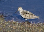 Dunlin. Adult (subspecies alpina) at breeding grounds. Svalbard, Norway, June 2019. Image © John Fennell by John Fennell.