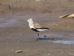 Dunlin. Adult in breeding plumage. Seward Peninsula, Alaska, June 2009. Image © Craig Steed by Craig Steed.