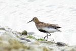 Dunlin. Adult in breeding plumage (European subspecies). Baie de Somme, France, July 2016. Image © Cyril Vathelet by Cyril Vathelet.