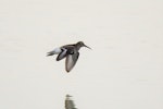 Dunlin. Adult in breeding plumage in flight (European subspecies). Baie de Somme, France, July 2016. Image © Cyril Vathelet by Cyril Vathelet.