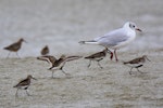 Dunlin. Group of adults in breeding plumage (European subspecies), following a black-headed gull, with curlew sandpiper behind. Baie de Somme, France, July 2016. Image © Cyril Vathelet by Cyril Vathelet.