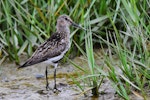 Dunlin. Adult in breeding plumage (European subspecies). Baie de Somme, France, July 2016. Image © Cyril Vathelet by Cyril Vathelet.