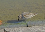 Dunlin. Adult (European subspecies) moulting to non-breeding plumage. Rakaca Reservoir-Northern Hungary, September 2019. Image © Tamas Zeke by Tamas Zeke.