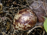 Dunlin. Hatching egg. Yukon Kuskokwim Delta, June 2004. Image © Sarah Jamieson by Sarah Jamieson.