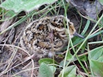 Dunlin. Chick. Yukon Kuskokwim Delta, June 2004. Image © Sarah Jamieson by Sarah Jamieson.