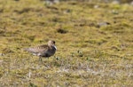 Dunlin. Adult in breeding plumage on tundra. Iceland, July 2012. Image © Sonja Ross by Sonja Ross.