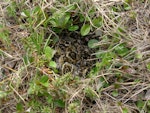 Dunlin. Chicks in nest. Yukon Kuskokwim Delta, June 2004. Image © Sarah Jamieson by Sarah Jamieson.