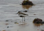 Dunlin. Adult in breeding plumage. Little Ferry, Scotland, June 2012. Image © Alan Tennyson by Alan Tennyson.