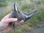 Dunlin. Juvenile in hand (shortish bill suggests male). Yukon Kuskokwim Delta, Alaska, September 2004. Image © Sarah Jamieson by Sarah Jamieson.