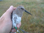 Dunlin. Juvenile in hand (long bill suggests female). Yukon Kuskokwim Delta, Alaska, September 2004. Image © Sarah Jamieson by Sarah Jamieson.