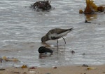 Dunlin. Adult in breeding plumage feeding. Little Ferry, Scotland, June 2012. Image © Alan Tennyson by Alan Tennyson.