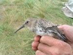 Dunlin. Juvenile in hand (long bill suggests female). Yukon Kuskokwim Delta, Alaska, September 2004. Image © Sarah Jamieson by Sarah Jamieson.