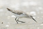 Curlew sandpiper. Adult, non-breeding. Manukau Harbour, Auckland, January 2010. Image © Neil Fitzgerald by Neil Fitzgerald.