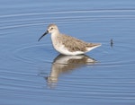 Curlew sandpiper. Adult non-breeding. Tolderol Game Reserve, South Australia, January 2018. Image © John Fennell by John Fennell.