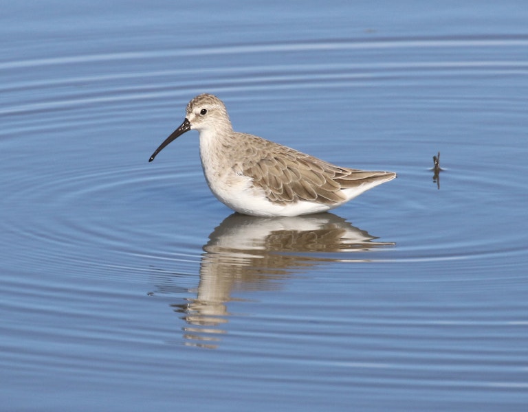 Curlew sandpiper. Adult non-breeding. Tolderol Game Reserve, South Australia, January 2018. Image © John Fennell by John Fennell.