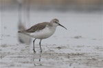 Curlew sandpiper. Non-breeding adult. Lake Ellesmere, February 2014. Image © Steve Attwood by Steve Attwood.