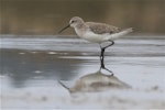 Curlew sandpiper. Non-breeding adult wading. Lake Ellesmere, February 2014. Image © Steve Attwood by Steve Attwood.