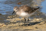 Curlew sandpiper. Non-breeding. Wanganui, March 2008. Image © Ormond Torr by Ormond Torr.