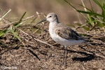 Curlew sandpiper. Non-breeding adult. Awarua Bay, October 2020. Image © Glenda Rees by Glenda Rees.