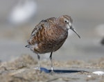 Curlew sandpiper. Adult entering breeding plumage. Note fresh pale tips to underpart feathering. Manawatu River estuary, March 2011. Image © Phil Battley by Phil Battley.