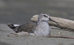 Curlew sandpiper. Non-breeding adult sitting down. Note the white rump visible between the tertials. Manawatu River estuary, February 2010. Image © Phil Battley by Phil Battley.