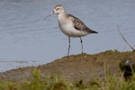 Curlew sandpiper. Non breeding. Catlins, October 2010. Image © Glenda Rees by Glenda Rees.