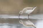 Curlew sandpiper. Non-breeding adult feeding. Lake Ellesmere, February 2014. Image © Steve Attwood by Steve Attwood.