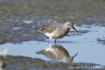 Curlew sandpiper. Reflection. Miranda, July 2012. Image © John Woods by John Woods.