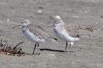 Curlew sandpiper. Pair of adults. Foxton Beach, March 2010. Image © Duncan Watson by Duncan Watson.