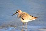 Curlew sandpiper. Juvenile. Pointe du Hourdel, France, August 2016. Image © Cyril Vathelet by Cyril Vathelet.