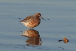 Curlew sandpiper. Adult breeding. Bald Hills Beach, Port Wakefield, South Australia, March 2017. Image © John Fennell by John Fennell.