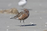 Curlew sandpiper. Adult entering breeding plumage. Manawatu River estuary, March 2011. Image © Phil Battley by Phil Battley.