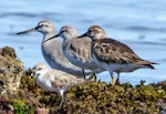 Curlew sandpiper. Non-breeding adult (middle, with grey-tailed tattler on left, and ruddy turnstone on right). Soldiers Beach, Norah Head, New South Wales, Australia, December 2013. Image © Steven Merrett by Steven Merrett.