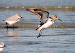 Curlew sandpiper. Non-breeding adult taking flight. Manawatu River estuary, October 2004. Image © Alex Scott by Alex Scott.