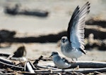 Curlew sandpiper. Nonbreeding adult. Manawatu River estuary, December 1999. Image © Alex Scott by Alex Scott.