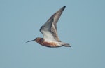 Curlew sandpiper. Adult in breeding plumage in flight (ventral). Nudgee Beach, Brisbane, January 2013. Image © Garry Sheeran by Garry Sheeran.