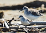 Curlew sandpiper. Nonbreeding adult (red-necked stint in foreground). Manawatu River estuary, December 1999. Image © Alex Scott by Alex Scott.