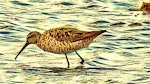 Stilt sandpiper. Adult in breeding plumage. Frampton Marsh, Lincolnshire, England, August 2018. Image © Alan Shaw by Alan Shaw.