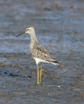 Stilt sandpiper. Non-breeding adult. Quivira National Wildlife Refuge, September 2014. Image © David A. Rintoul by David A. Rintoul.