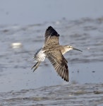 Stilt sandpiper. Juvenile on southbound migration, in flight. Quivira National Wildlife Refuge, Kansas, USA, September 2021. Image © David Rintoul by David Rintoul.