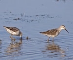 Stilt sandpiper. Two adults on southbound migration. Quivira National Wildlife Refuge, Kansas, USA, August 2014. Image © David Rintoul by David Rintoul.