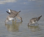 Stilt sandpiper. Three juveniles on southbound migration. Quivira National Wildlife Refuge, Kansas, USA, September 2021. Image © David Rintoul by David Rintoul.