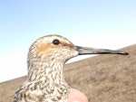 Stilt sandpiper. Adult. North Slope, Alaska, June 2007. Image © Sarah Jamieson by Sarah Jamieson.